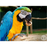 Queen Maya XXL Guacamaya 2