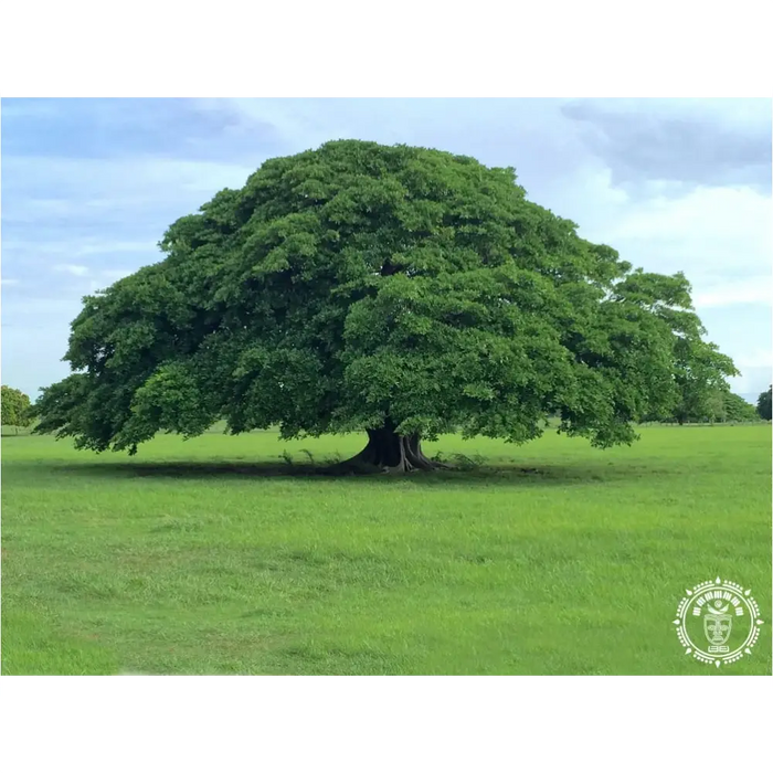 Photo de l'arbre Guanacaste