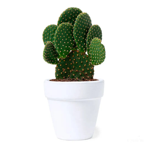 Kit de fleuraison cactus Konte-0