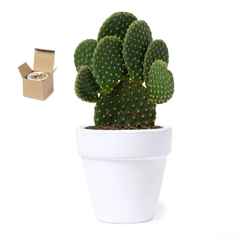 Kit de fleuraison cactus Konte-1